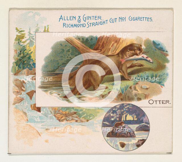 Otter, from Quadrupeds series (N41) for Allen & Ginter Cigarettes, 1890. Creator: Allen & Ginter.