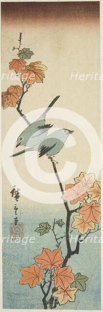 Japanese white-eyes on a maple branch, 1854. Creator: Ando Hiroshige.