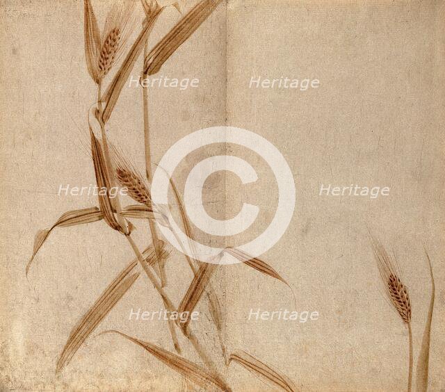 Rye (Secale species): plant stems with seedheads, c19th century. Creator: Unknown.