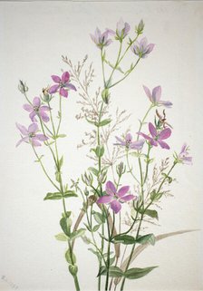 Gentianacease sabbalia angularis, 1880. Creator: Mary Vaux Walcott.