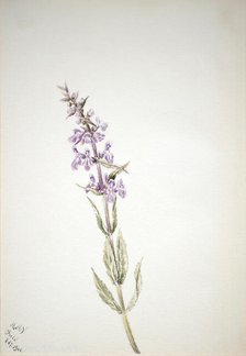 Untitled--Flower Study, 1900. Creator: Mary Vaux Walcott.