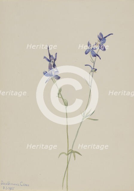 Blue Larkspur (Delphinium nuttallianum), 1905. Creator: Mary Vaux Walcott.