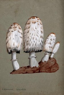 Shaggy ink cap or lawyer's wig fungus (Coprinus comatus): fruiting bodies on soil, c1890s. Creator: Unknown.