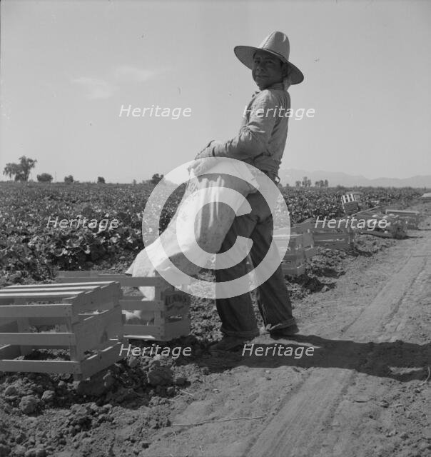 Mexican melon picker of the Imperial Valley, unloading his bag, California, 1937. Creator: Dorothea Lange.
