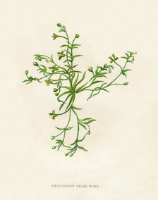 'Procumbent Pearl-Wort', c1891, (1891). Artist: Anne Pratt.