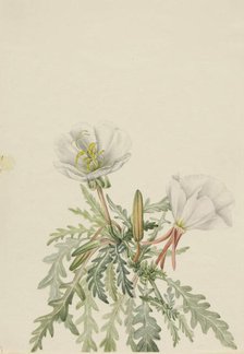 White Dawnrose (Pachyloplus marginatus), n.d. Creator: Mary Vaux Walcott.