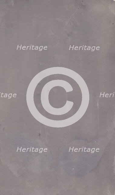 [Botanical Specimen], ca. 1835. Creator: William Henry Fox Talbot.