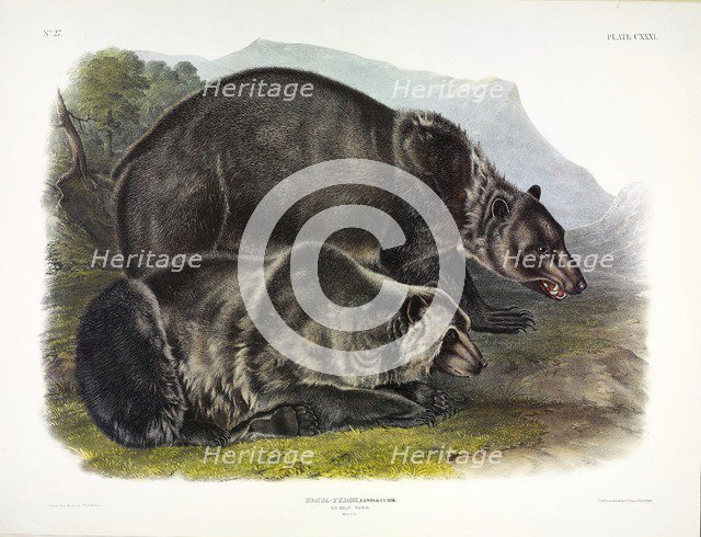 Grizzly Bear, Ursus Freox, 1845.