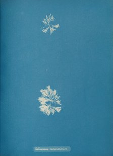 Schizonema ramosissimium, ca. 1853. Creator: Anna Atkins.