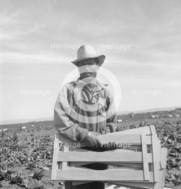 Filipino lettuce field laborer, Imperial Valley, California, 1939. Creator: Dorothea Lange.