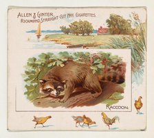 Raccoon, from Quadrupeds series (N41) for Allen & Ginter Cigarettes, 1890. Creator: Allen & Ginter.