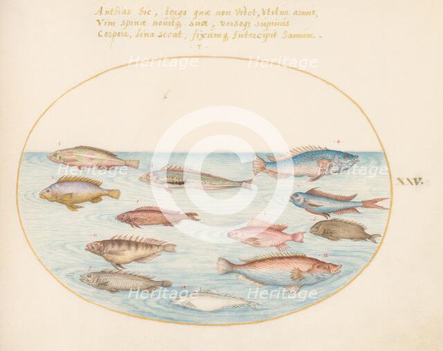 Animalia Aqvatilia et Cochiliata (Aqva): Plate XXV, c. 1575/1580. Creator: Joris Hoefnagel.