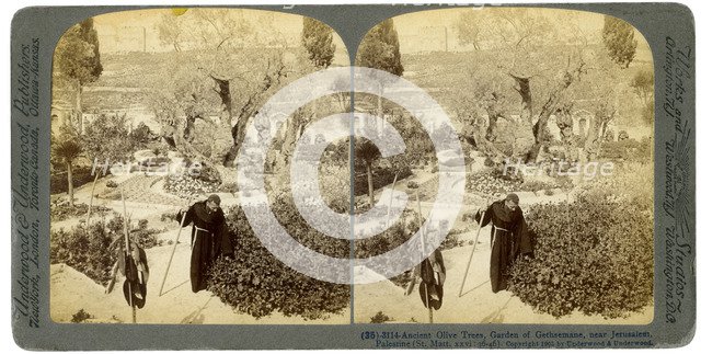 Ancient olive trees in the Garden of Gethsemane, near Jerusalem, Palestine, 1905.Artist: Underwood & Underwood