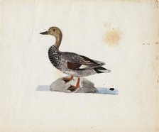 Gadwall, 1830-1831. Creator: Ferdinand von Wright.