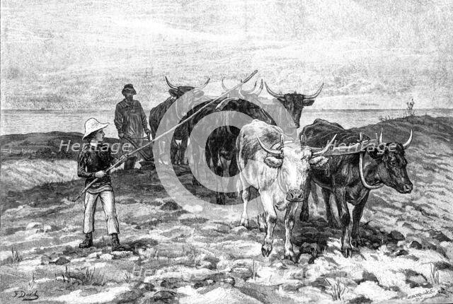 Ploughing on the Sussex Downs, 1881. Creator: William Michael Roberts Quick.