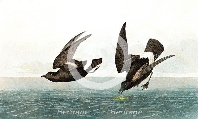 Least Stormy Petrel,  Thalassidroma Pelagica, 1845.