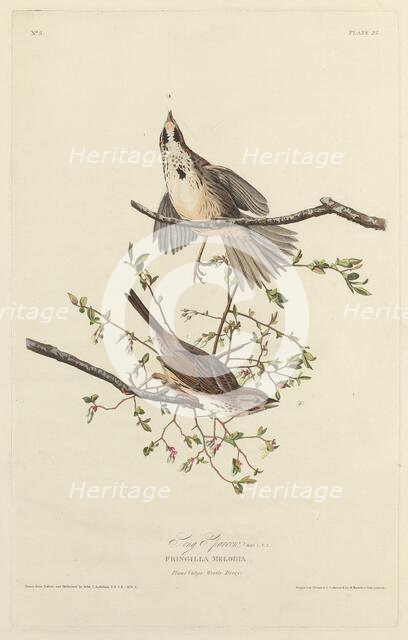 Song Sparrow, 1827. Creator: Robert Havell.