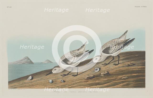 Ruddy Plover, 1834. Creator: Robert Havell.