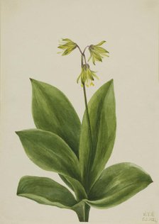 Blue Bead (Clintonia borealis), 1924. Creator: Mary Vaux Walcott.