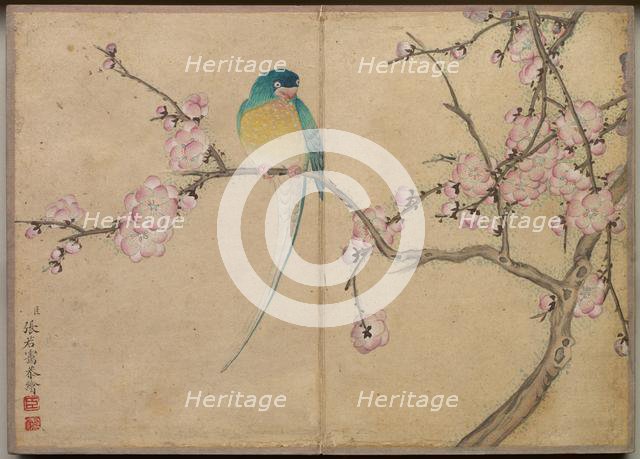 Desk Album: Flower and Bird Paintings (Bird with Plum Blossoms), 18th Century. Creator: Zhang Ruoai (Chinese).