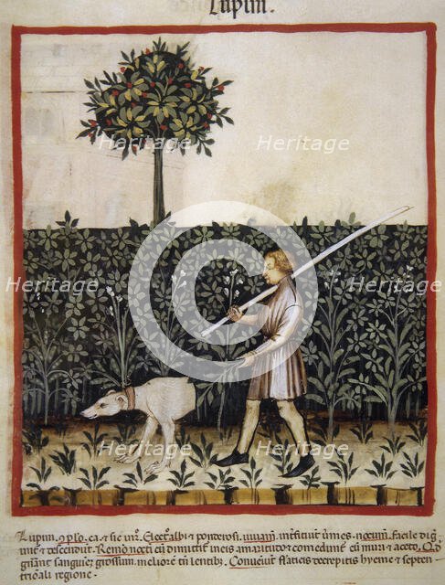 Lupins, 14th century.  Creator: Unknown.