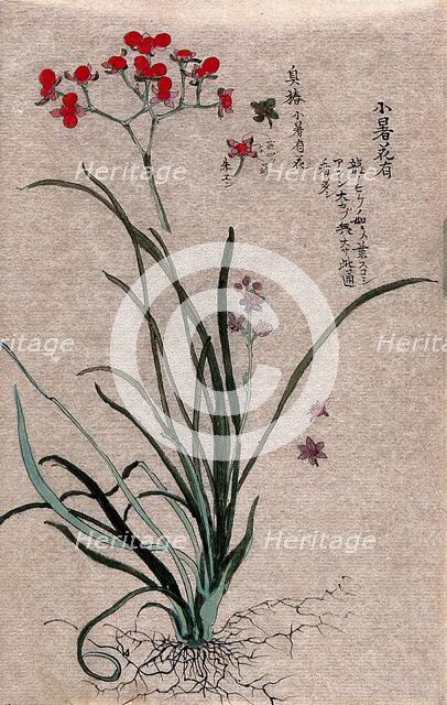 Two plants, a liliaceous flowering plant and a fruiting stem of a Euonymus species. Creator: Unknown.