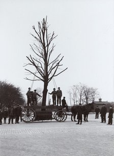 A tree is moved from the railway station to an avenue, Landskrona, Sweden, 1916. Artist: Unknown