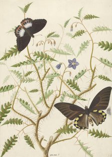 Two Exotic Butterflies on a Blooming Bush, 1774-1842. Creator: Hermanus de Wit.