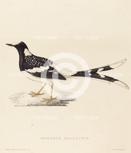 Enicurus Maculatus (Spotted Forktail). Creator: Elizabeth Gould.