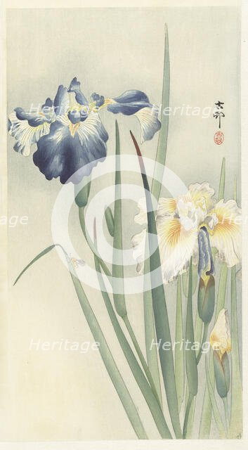 Irises. Creator: Ohara, Koson (1877-1945).