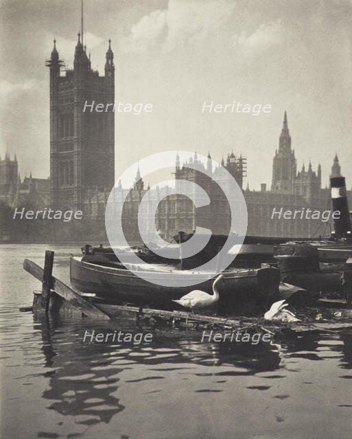 Swans of the Thames. From the album: Photograph album - London. Creator: Harry Moult.