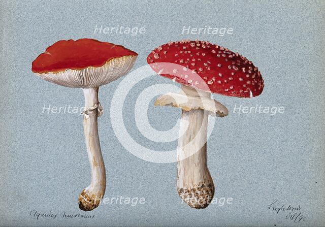 The fly agaric fungus (Amanita muscaria): two fruiting bodies, 1890. Creator: Unknown.