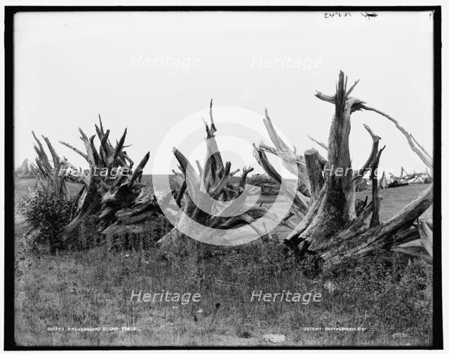 A New England stump fence, between 1890 and 1901. Creator: Unknown.