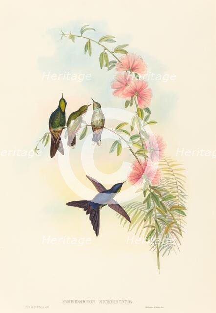 Ramphomicron microrhyncha (Small-billed Thornbill). Creators: John Gould, Henry Constantine Richter.