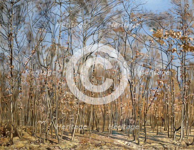Beech forest, 1885-1894 . Creator: Hodler, Ferdinand (1853-1918).