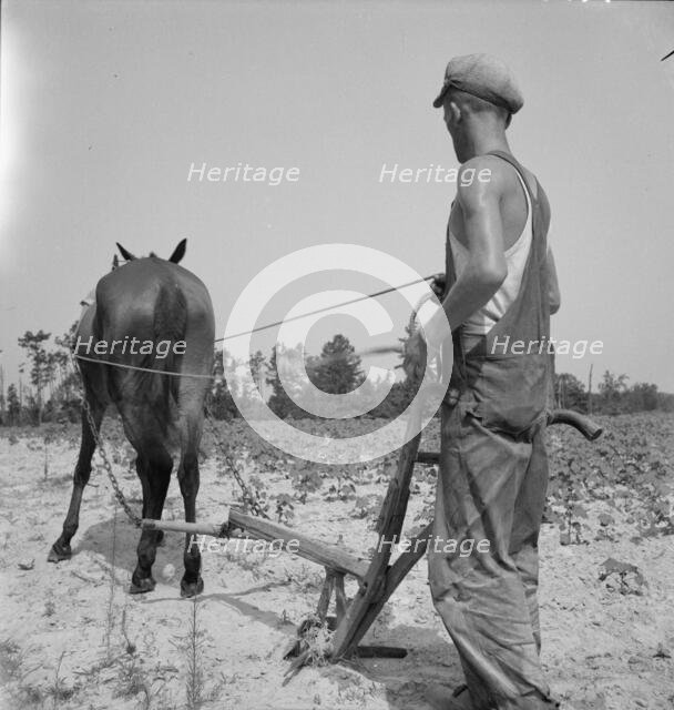 White tenant farmer works on shares, North Carolina, 1936. Creator: Dorothea Lange.