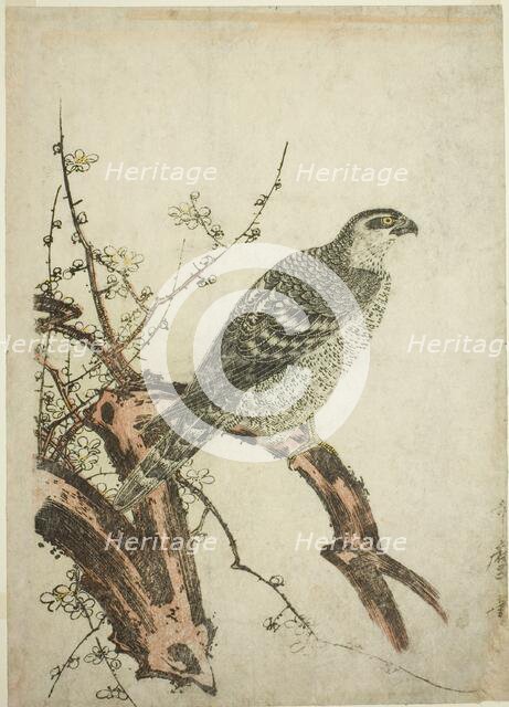 Hawk on a Plum Branch, Japan, c. 1796/1804. Creator: Kitagawa Utamaro.