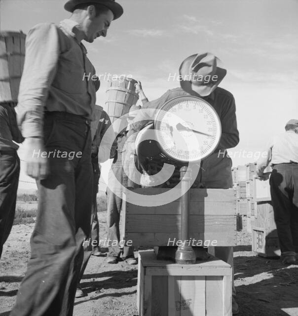 Pea picker at scales, near Calipatria, Imperial Valley, California, 1939. Creator: Dorothea Lange.