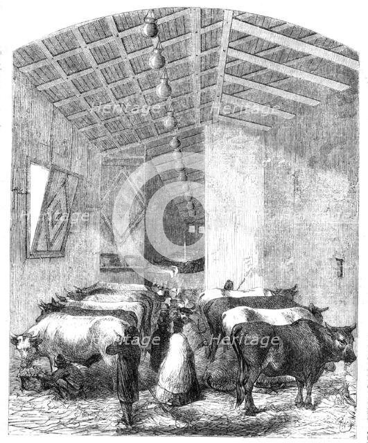 The cattle department of the Italian Exposition, Florence, 1861. Creator: Unknown.