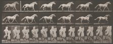 Animal Locomotion. An Electro-Photographic Investigation of Consecutive Phases of Animal ..., 1880s. Creator: Eadweard J Muybridge.