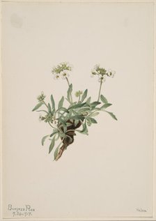 Arabis drummondii, 1917. Creator: Mary Vaux Walcott.