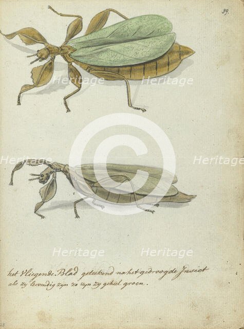 The flying leaf, 1778-1785. Creator: Jan Brandes.