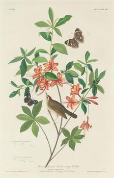 Brown-headed Worm-eating Warbler, 1834. Creator: Robert Havell.