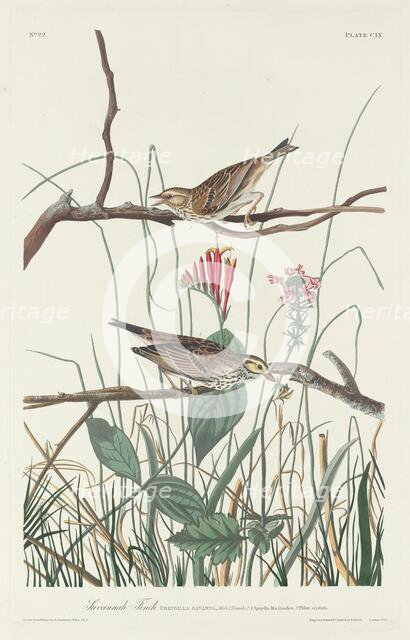Savannah Finch, 1831. Creator: Robert Havell.