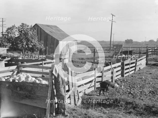 FSA rural rehabilitation client, Tulare County, California, 1938. Creator: Dorothea Lange.