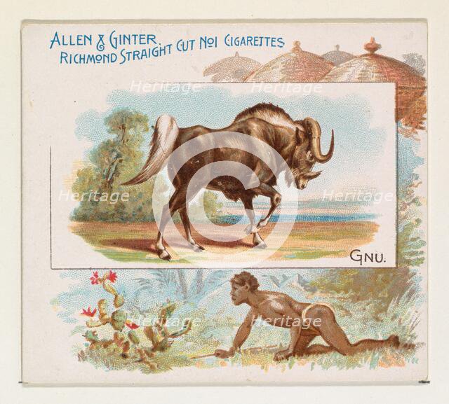 Gnu, from Quadrupeds series (N41) for Allen & Ginter Cigarettes, 1890. Creator: Allen & Ginter.