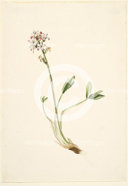 Buckbean (Menyanthes trifoliata), ca. 1900-1920. Creator: Mary Vaux Walcott.