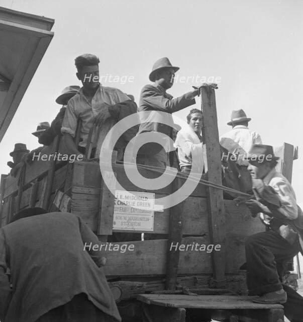 Gangs of single men, pea pickers, transported to fields..., Stanislaus County, CA, 1939. Creator: Dorothea Lange.