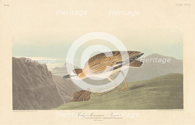 Rocky Mountain Plover, 1836. Creator: Robert Havell.