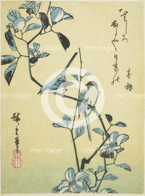 Birds on camellia branch, 1830s. Creator: Ando Hiroshige.
